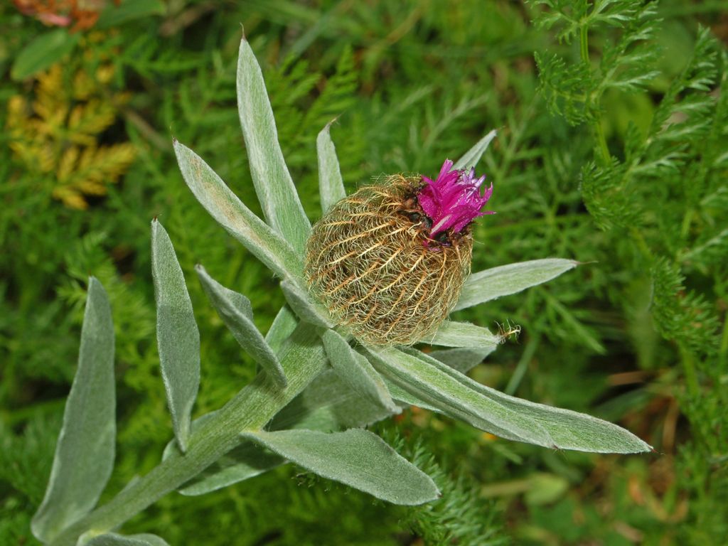 Centaurea uniflora / Fiordaliso unifloro